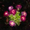 Solar Rose & Orchid Flower Lights – Waterproof LED Garden Landscape Lights
