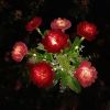 Solar Rose & Orchid Flower Lights – Waterproof LED Garden Landscape Lights